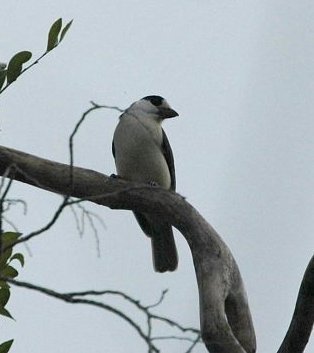 Xenopirostris damii
