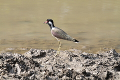 Vanellus indicus
