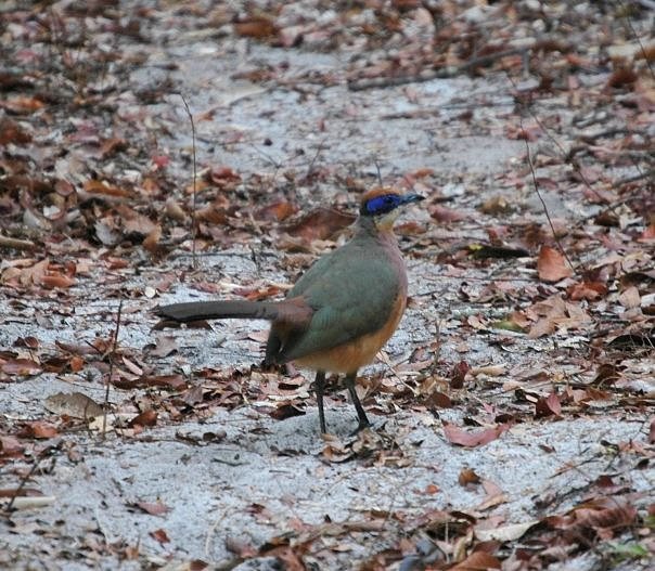 Red-capped Coua (Coua ruficeps)
