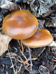 Flammulina filiformis