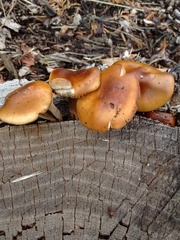Flammulina filiformis