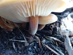 Flammulina filiformis
