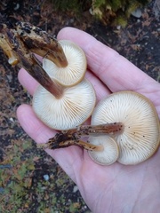 Flammulina filiformis