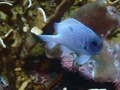 Strasburg's Dascyllus photo 2