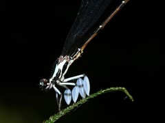 Proplatycnemis alatipes