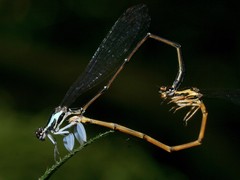 Proplatycnemis alatipes