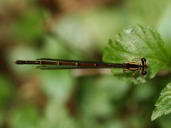 Proplatycnemis alatipes