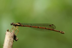 Proplatycnemis alatipes