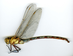 Anax walsinghami