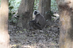 Semnopithecus schistaceus