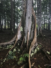 Elaeocarpus ganitrus