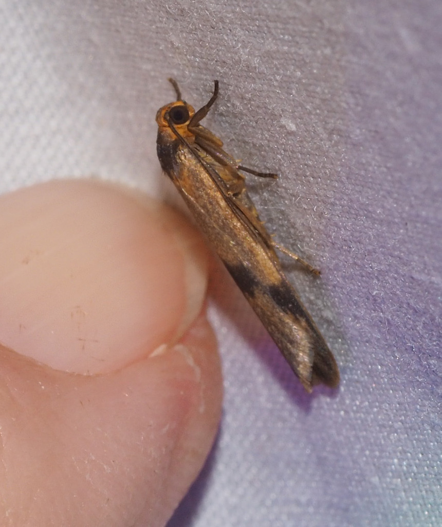 Graphosia lophopyga