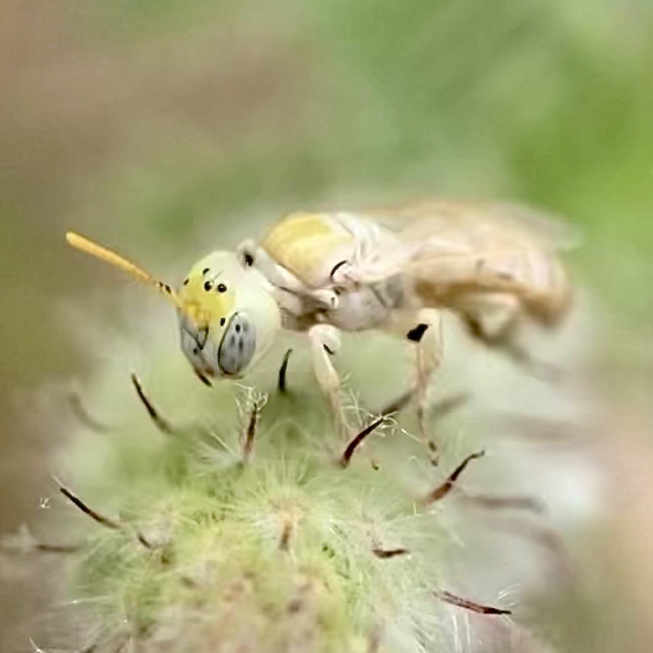 All-pale Perdita
