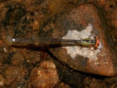 Pseudagrion malgassicum