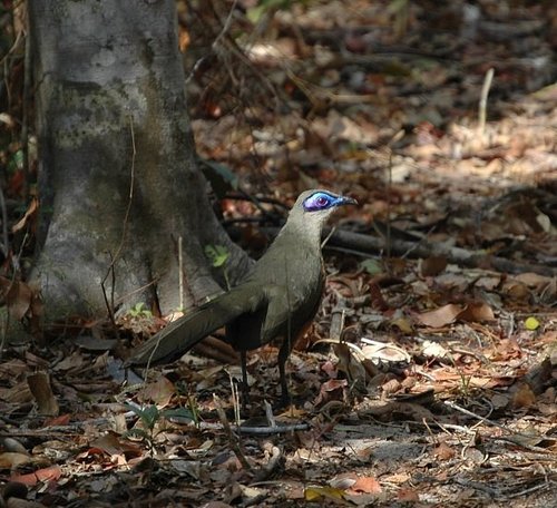 Coua coquereli