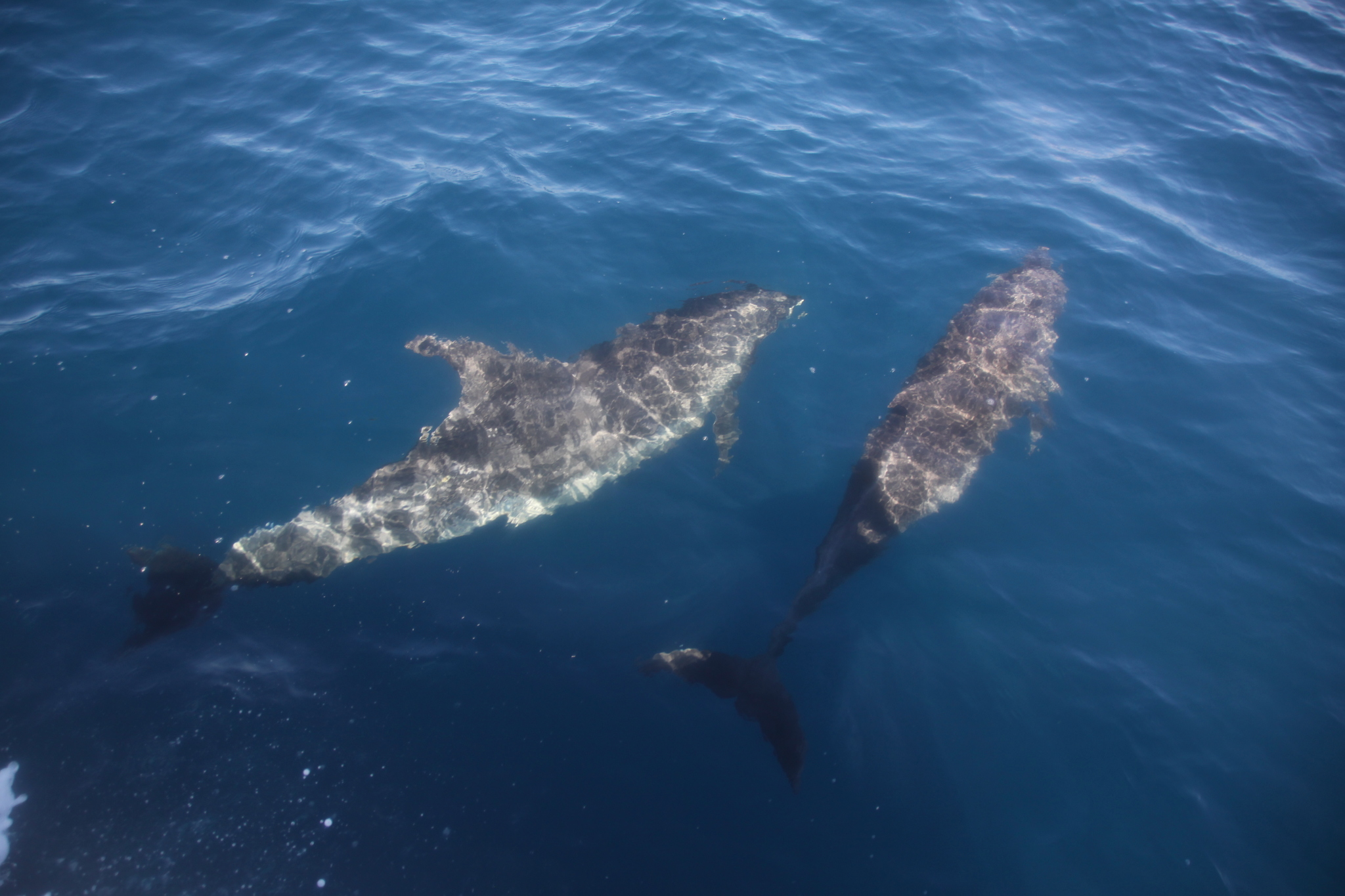 Tursiops truncatus<br>27 January, 2024