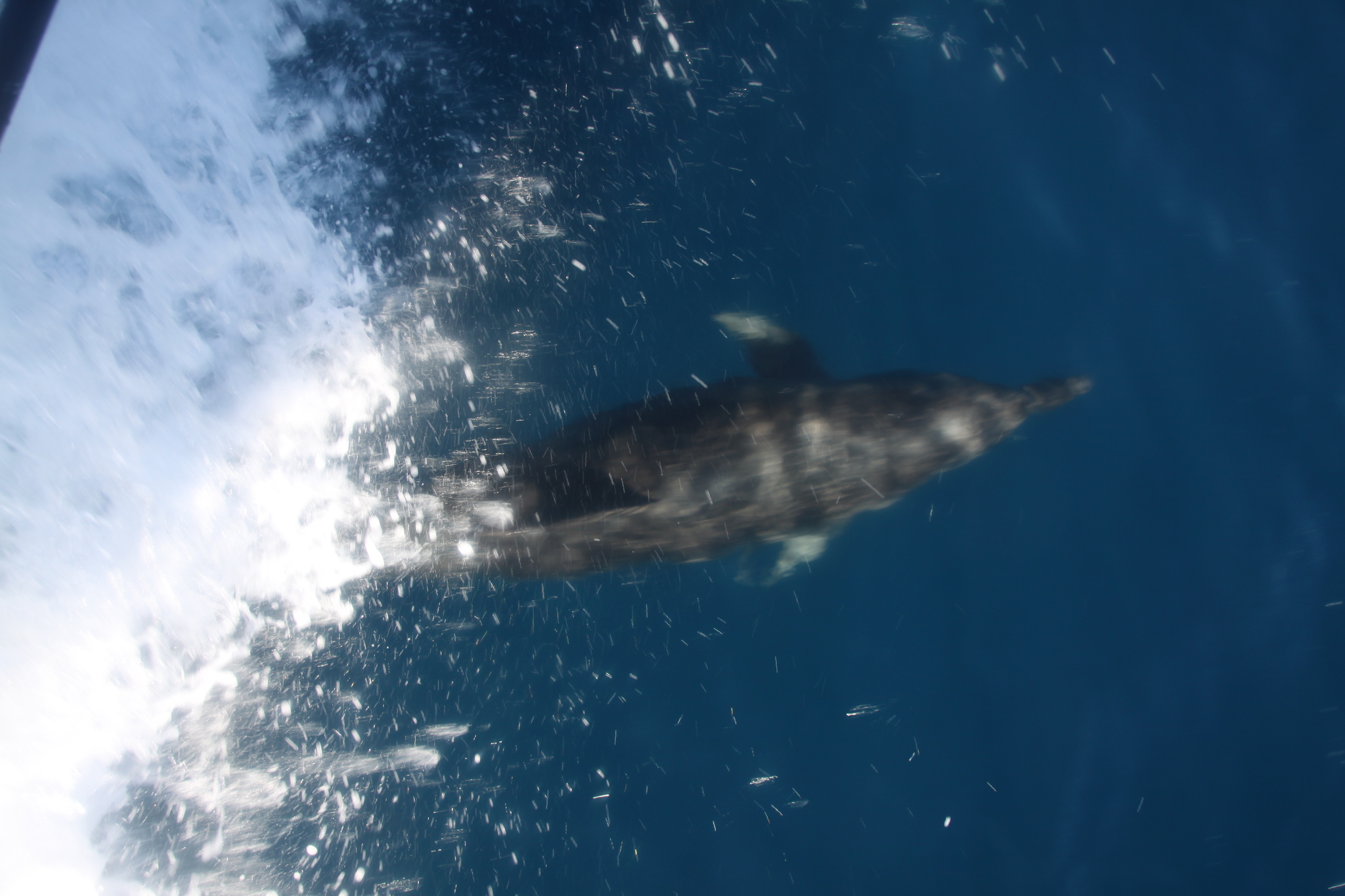 Tursiops truncatus<br>27 February, 2015