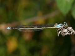 Pseudagrion malgassicum