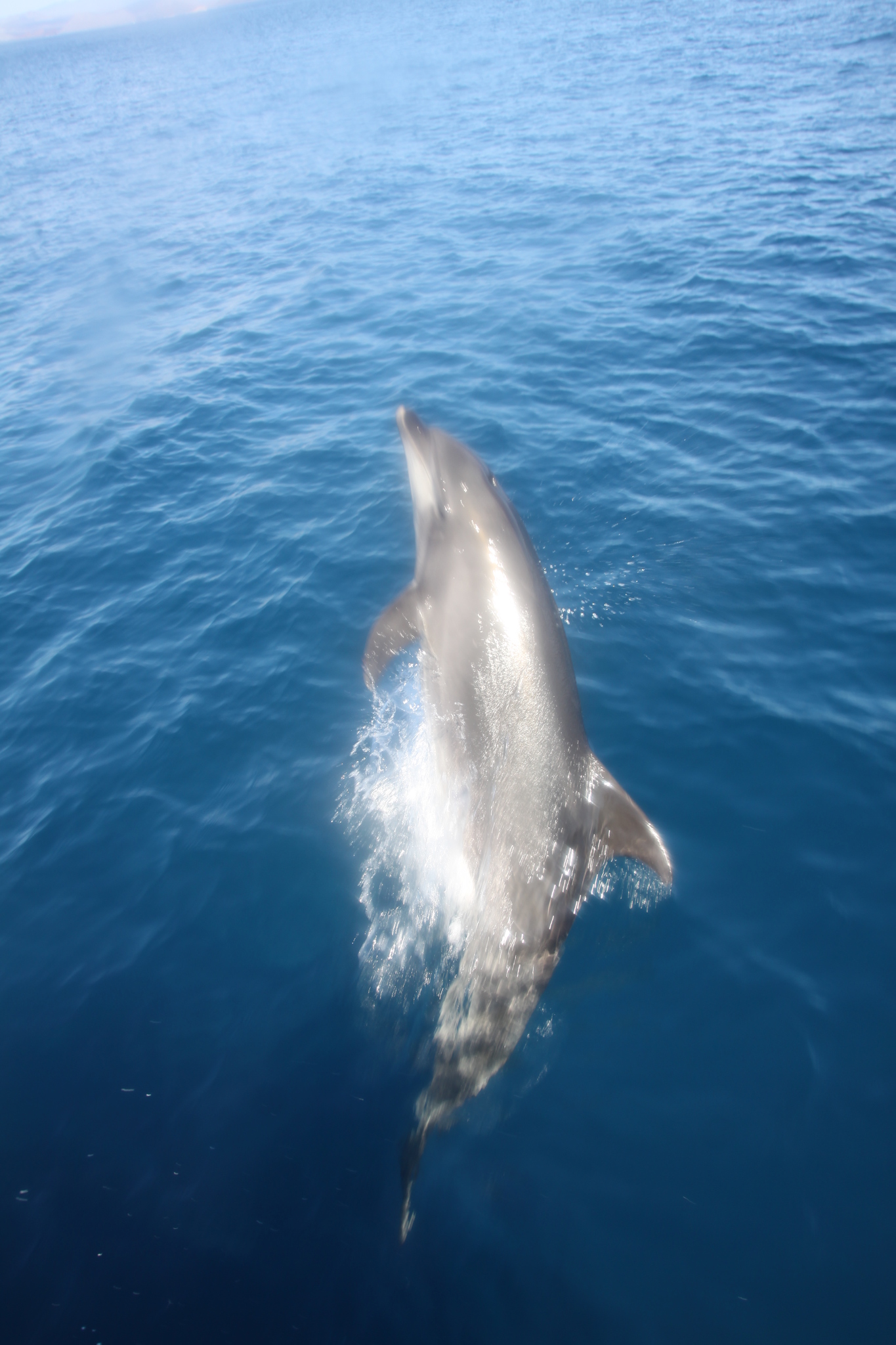 Tursiops truncatus<br>27 February, 2015