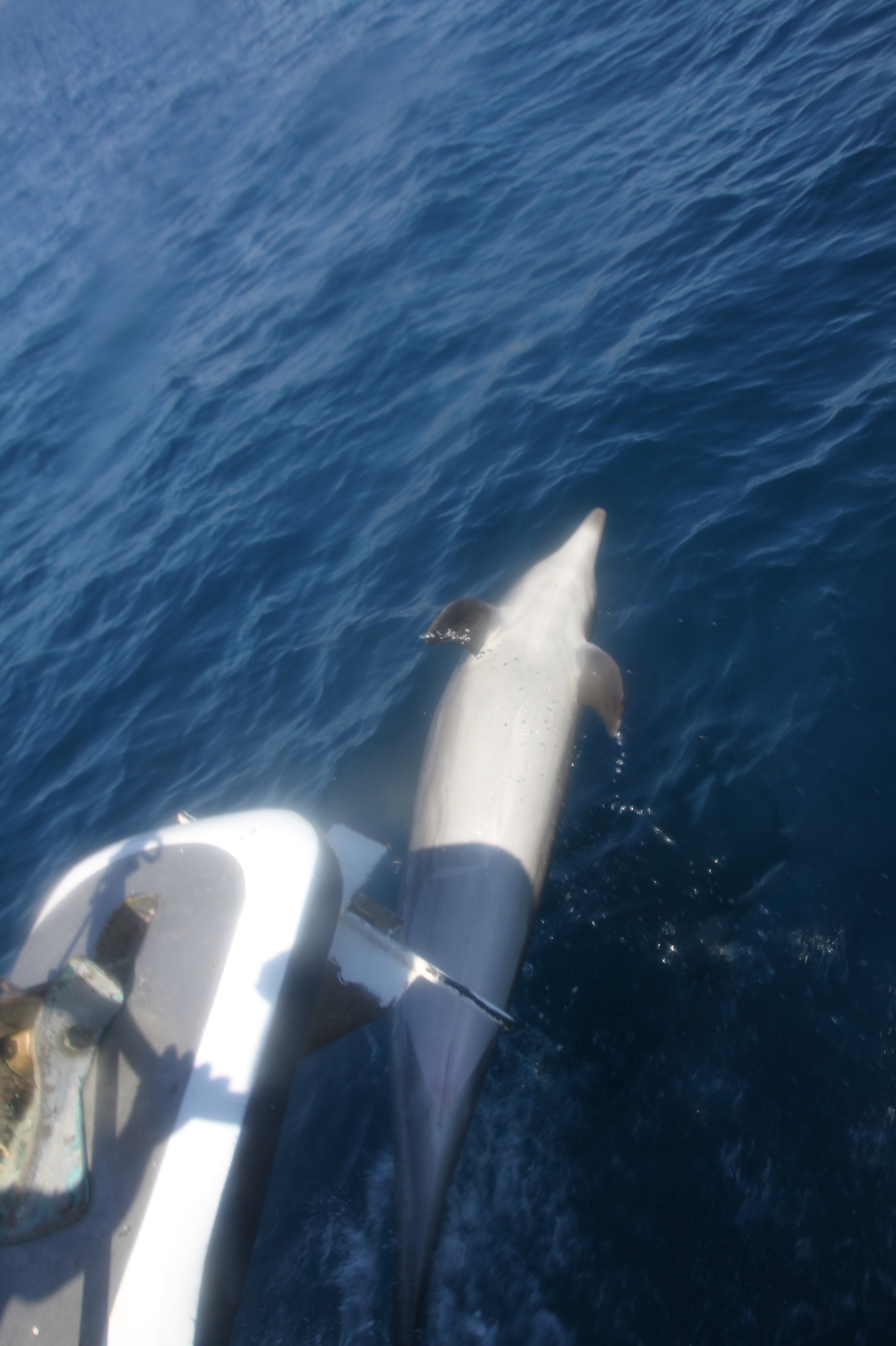 Tursiops truncatus<br>27 February, 2015