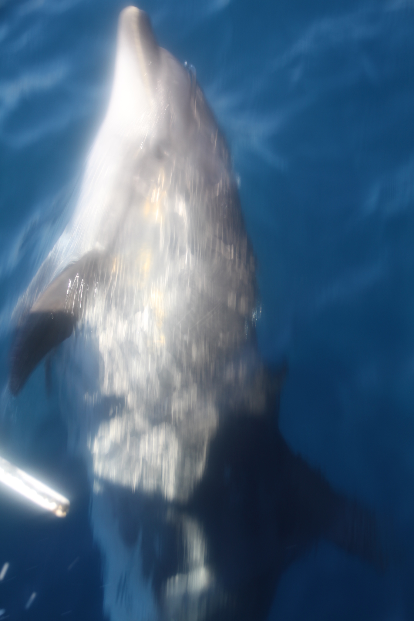 Tursiops truncatus<br>27 February, 2015