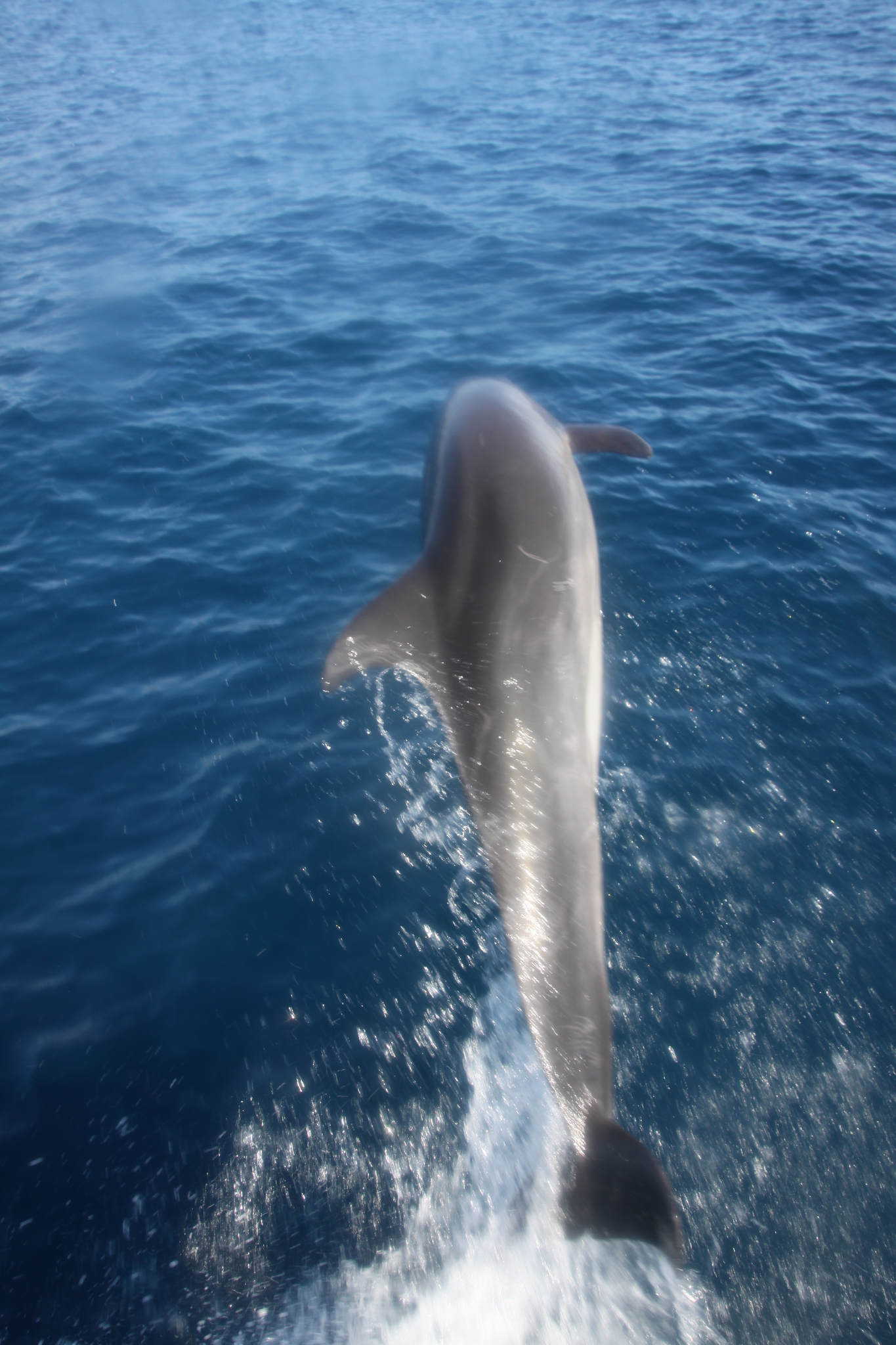 Tursiops truncatus<br>27 February, 2015