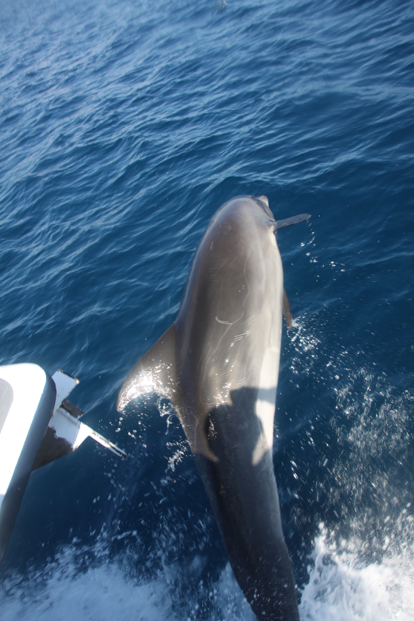 Tursiops truncatus<br>27 February, 2015
