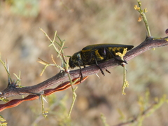 Chrysochroinae