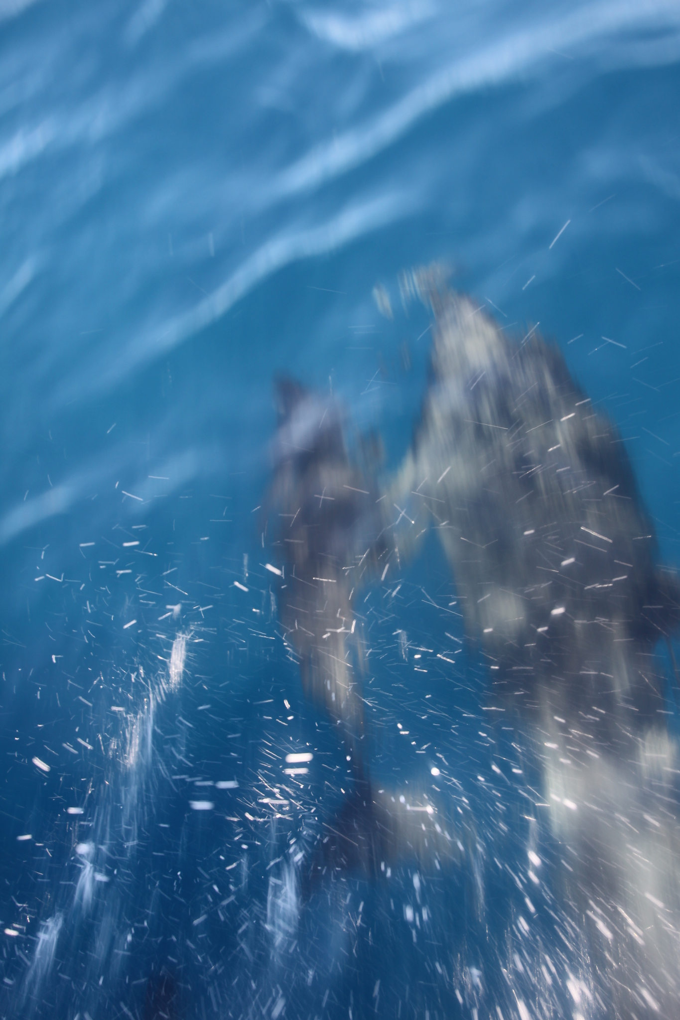 Tursiops truncatus<br>27 February, 2015