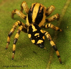 Phiale guttata