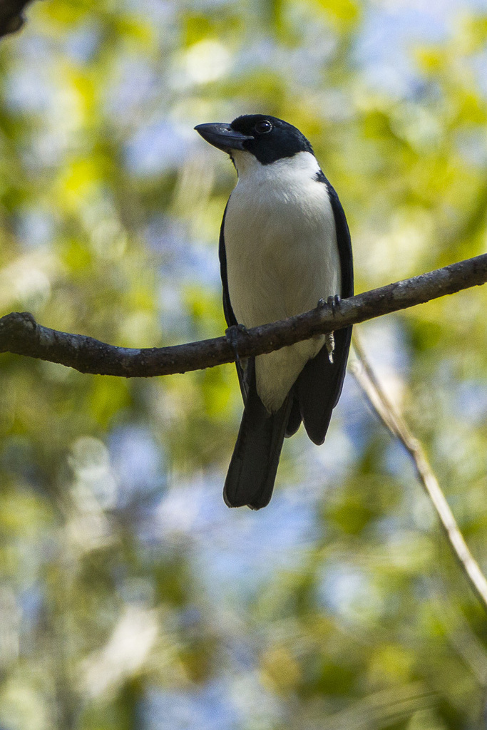 Van Dam's Vanga photo