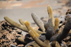 Brachycereus nesioticus