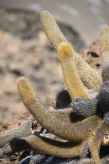 Brachycereus nesioticus