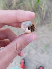 Otala punctata