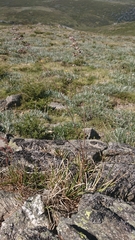 Poa hothamensis