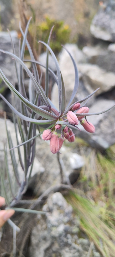 Bomarea porrecta (Bomarea porrecta)