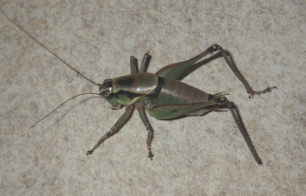 Eupholidoptera francisae