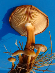 Flammulina filiformis