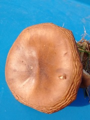 Flammulina filiformis