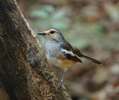 Copsychus albospecularis