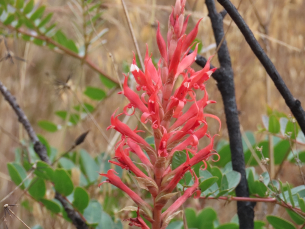 Porphyrostachys pilifera