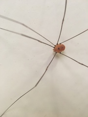 Pseudogagrella splendens