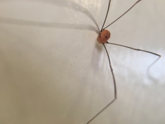 Pseudogagrella splendens