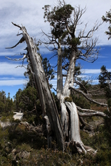 Athrotaxis cupressoides
