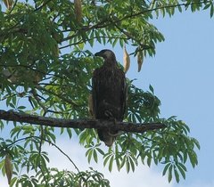 Haliaeetus vociferoides