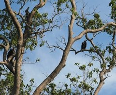 Haliaeetus vociferoides