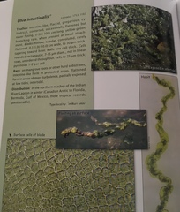 Ulva compressa