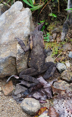 Ingerophrynus celebensis