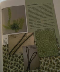 Ulva compressa