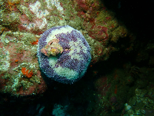 Toxopneustes maculatus